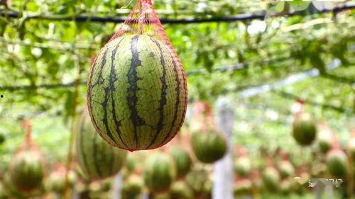 东吕吃瓜,揭秘娱乐圈背后的那些事儿