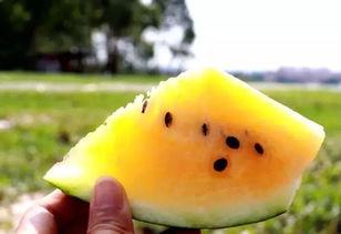 吃脆瓜的小猫,小猫爱上脆瓜大挑战