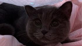 吃脆瓜的小猫,小猫爱上脆瓜大挑战