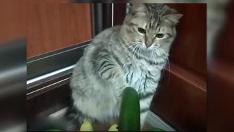 吃脆瓜的小猫,小猫爱上脆瓜大挑战