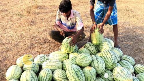 摘瓜给你吃,共享美好时光的温馨故事