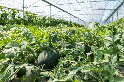 吃瓜三农,揭秘农村生活的酸甜苦辣