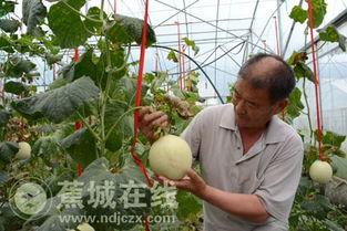 吃瓜三农,揭秘农村生活的酸甜苦辣