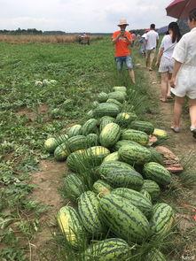 吃瓜之,一场全民参与的娱乐盛宴