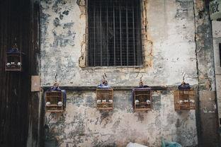 歙县吃瓜在哪里,探寻“吃瓜”背后的文化韵味