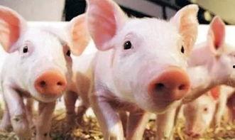 猪和羊吃瓜,和谐共食的田园画卷