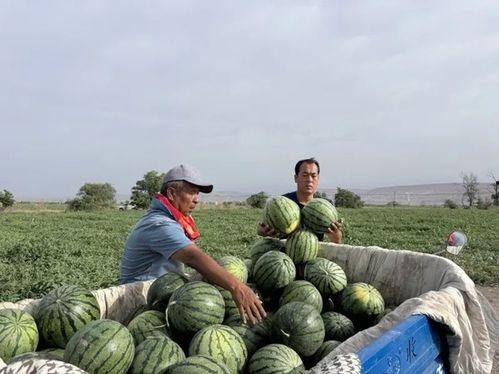 吃瓜鄂州资源,探寻吃瓜鄂州的独特魅力