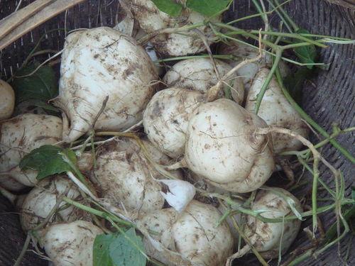 日本土瓜怎么吃,日本土瓜的多彩食法探索