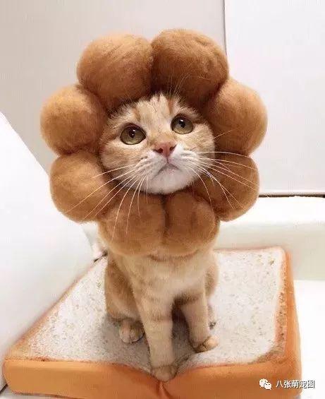 吃瓜的猫咪合集图片,猫咪合集里的趣味瞬间