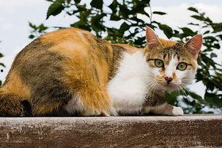 吃瓜的猫咪合集图片,猫咪合集里的趣味瞬间