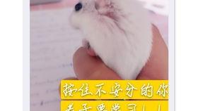 老鼠吃瓜 图片,揭秘老鼠的“甜蜜”诱惑