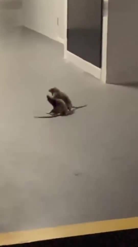 老鼠吃瓜 图片,揭秘老鼠的“甜蜜”诱惑