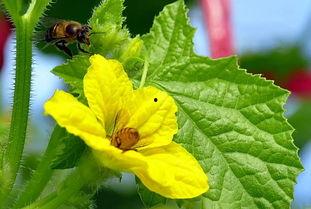吃冰糖蜜瓜怎么挑选