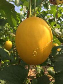 吃冰糖蜜瓜怎么挑选