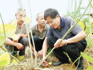 南阳农校吃瓜,校园生活新滋味