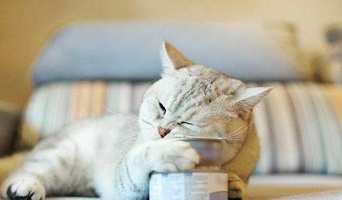 猫咪吃瓜尔胶罐头,瓜尔胶罐头，猫咪的新宠