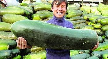 吃瓜养人吗,揭秘日常小零食的神奇保健功效