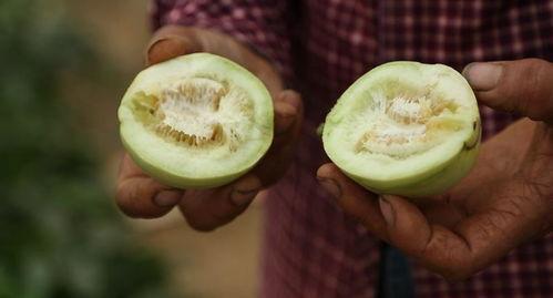 邛崃直播吃瓜,一场别开生面的网络盛宴