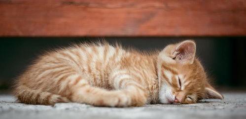 武汉红头猫吃瓜,萌态可掬引发网友热议