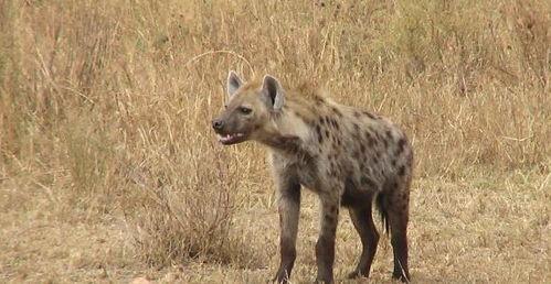 狮子吃狼瓜,自然界的生存法则与智慧