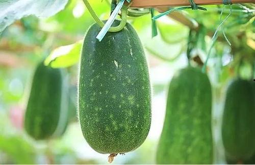 吃瓜不如看瓜,看瓜也能涨知识