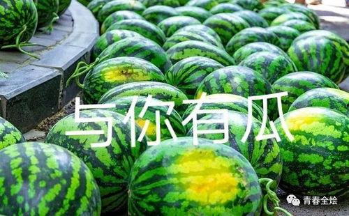 高校热门吃瓜资源,揭秘热门吃瓜资源背后的故事