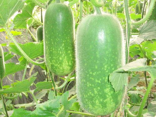 在线吃瓜大全,揭秘热门事件背后的真相与笑料