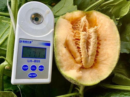 在线吃瓜大全,揭秘热门事件背后的真相与笑料