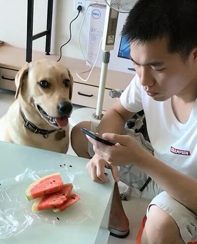 狗张嘴要瓜吃,揭秘宠物饮食中的趣味瞬间