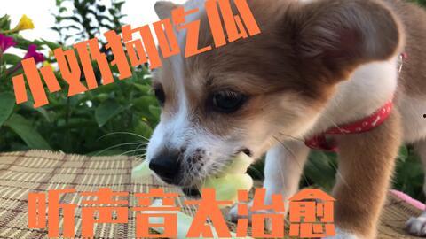 狗张嘴要瓜吃,揭秘宠物饮食中的趣味瞬间