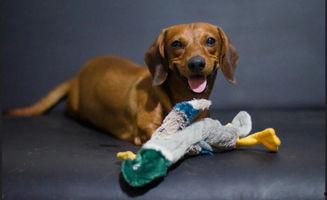 狗张嘴要瓜吃,揭秘宠物饮食中的趣味瞬间