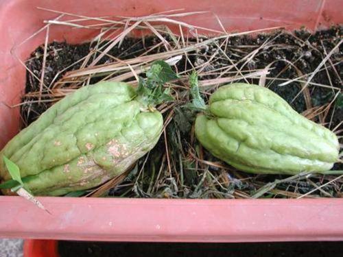 孕期可以吃羊角瓜,羊角瓜助力母婴健康