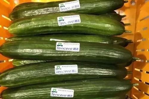 ai吃瓜实例,揭秘人工智能在娱乐领域的趣味应用