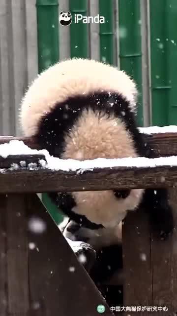 吃瓜小熊浙江,探秘浙江美食之旅
