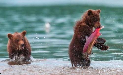 吃瓜小熊浙江,探秘浙江美食之旅