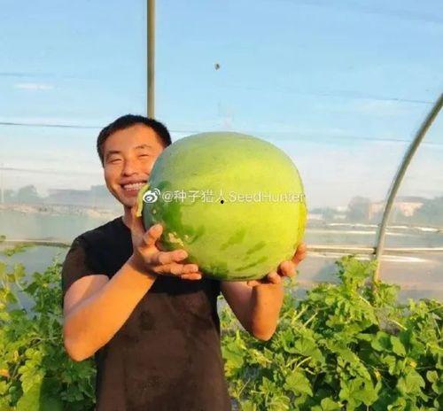 猪吃西瓜哈密瓜,猪儿品尝西瓜与哈密瓜的甜蜜时光