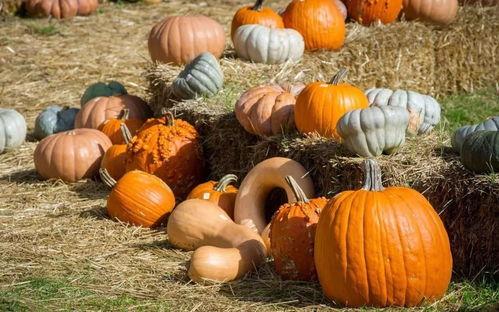 炮吃瓜,揭秘炮吃瓜的独特魅力